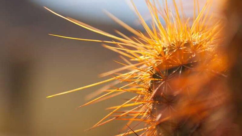 How Media Execute Branding in 15 days